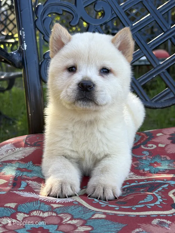 Smooth cream  – Chow Chow puppy for sale in Merritt, MI