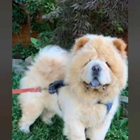 Angel, a male Chow Chow for sale in Merritt, MI – Photo 4 of 8