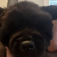 Angel, a male Chow Chow for sale in Merritt, MI – Photo 7 of 8