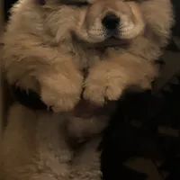 Angel, a male Chow Chow for sale in Merritt, MI – Photo 3 of 8