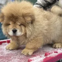 Angel, a male Chow Chow for sale in Merritt, MI – Photo 2 of 8