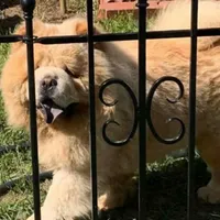 Angel, a male Chow Chow for sale in Merritt, MI – Photo 6 of 8