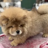 Angel, a male Chow Chow for sale in Merritt, MI – Photo 8 of 8