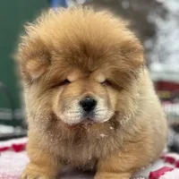 Angel, a male Chow Chow for sale in Merritt, MI – Photo 1 of 8