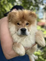 Sable male / Gus , a male Chow Chow for sale in Merritt, MI – 2 of 4