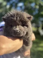 Blue female , a female Chow Chow for sale in Merritt, MI – 1 of 4