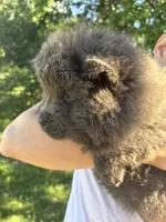 Blue female , a female Chow Chow for sale in Merritt, MI – 3 of 4