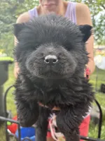 Black female , a female Chow Chow for sale in Merritt, MI – 3 of 3