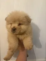 Cream male , a male Chow Chow for sale in Merritt, MI – Photo 2 of 3