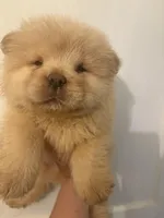 Cream male , a male Chow Chow for sale in Merritt, MI – Photo 3 of 3