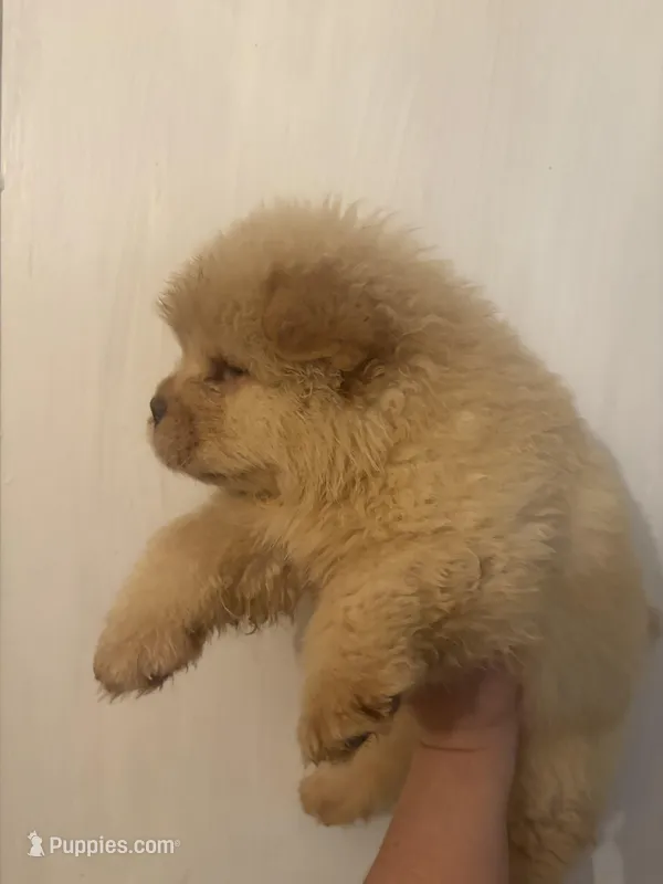 Cream male , a male Chow Chow for sale in Merritt, MI – Photo 1 of 3