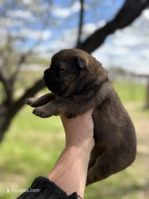 Sable male  – Chow Chow puppy for sale in Merritt, MI