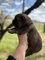 Sable male , a male Chow Chow for sale in Merritt, MI – 2 of 2