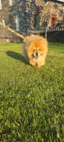 Ruth, a female Chow Chow for sale in Merritt, MI – Photo 4 of 6