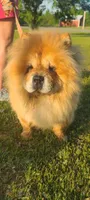 Ruth, a female Chow Chow for sale in Merritt, MI – Photo 6 of 6