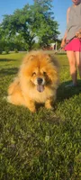 Ruth, a female Chow Chow for sale in Merritt, MI – Photo 3 of 6