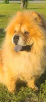 Ruth, a female Chow Chow for sale in Merritt, MI – Photo 1 of 6
