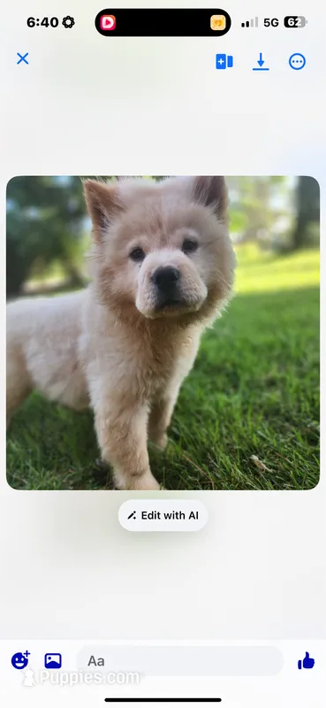 Darker Cream male – Chow Chow puppy for sale in Merritt, MI