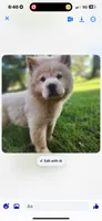 Darker Cream male, a male Chow Chow for sale in Merritt, MI – 1 of 2