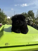 Black female , a female Chow Chow for sale in Merritt, MI – 3 of 5