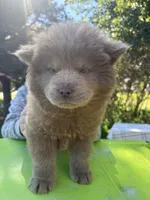Lilac female , a female Chow Chow for sale in Merritt, MI – 2 of 2