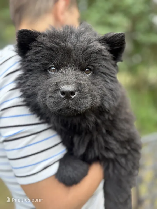 Black female  – Chow Chow puppy for sale in Merritt, MI