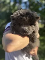 Blue female , a female Chow Chow for sale in Merritt, MI – 4 of 4