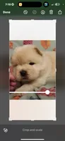 Cream female , a female Chow Chow for sale in Merritt, MI – 3 of 3