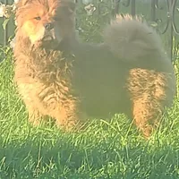 Sable merle male, a male Chow Chow for sale in Merritt, MI – Photo 1 of 5