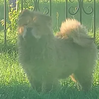 Sable merle male, a male Chow Chow for sale in Merritt, MI – Photo 2 of 5