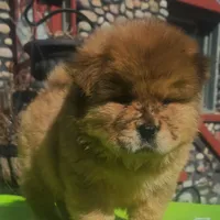 Sable merle male, a male Chow Chow for sale in Merritt, MI – Photo 3 of 5