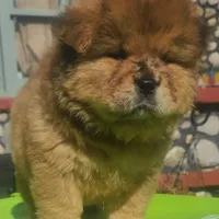 Sable merle male, a male Chow Chow for sale in Merritt, MI – Photo 5 of 5