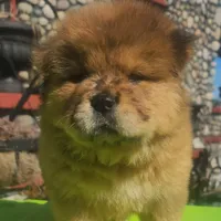 Sable merle male, a male Chow Chow for sale in Merritt, MI – Photo 4 of 5