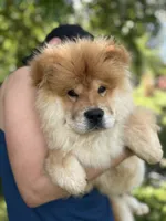 Sable male / Gus , a male Chow Chow for sale in Merritt, MI – 1 of 4