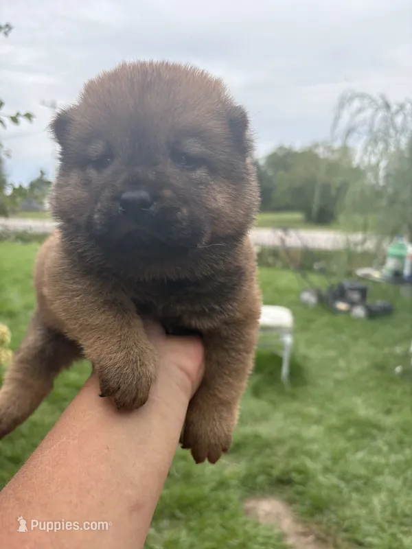 Sable boy  – Chow Chow puppy for sale in Merritt, MI