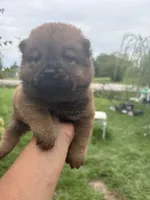 Sable boy , a male Chow Chow for sale in Merritt, MI – 1 of 4