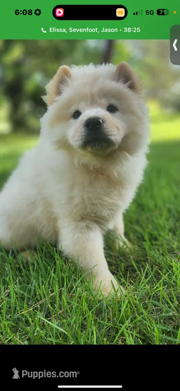 Cream female  – Chow Chow puppy for sale in Merritt, MI