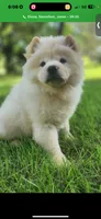 Cream female , a female Chow Chow for sale in Merritt, MI – 1 of 2