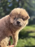 Fawn male , a male Chow Chow for sale in Merritt, MI – 2 of 3