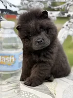 Blue boy , a male Chow Chow for sale in Merritt, MI – 2 of 5