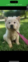 Cream male 2 , a male Chow Chow for sale in Merritt, MI – 2 of 2