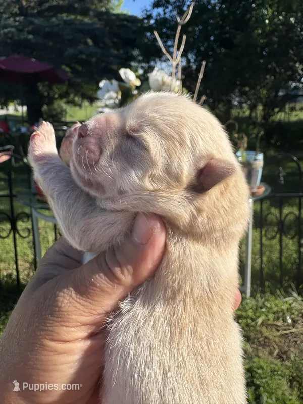 Cream female  – Chow Chow puppy for sale in Merritt, MI