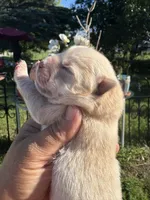 Cream female , a female Chow Chow for sale in Merritt, MI – 1 of 3