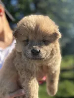 Fawn male , a male Chow Chow for sale in Merritt, MI – 3 of 3