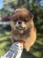 Sable boy , a male Chow Chow for sale in Merritt, MI – 1 of 2