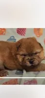 Sable female , a female Chow Chow for sale in Merritt, MI – 4 of 4