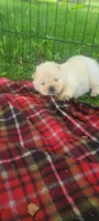 Cream male, a male Chow Chow for sale in Merritt, MI – Photo 4 of 9