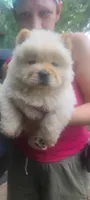 Cream male, a male Chow Chow for sale in Merritt, MI – Photo 1 of 9