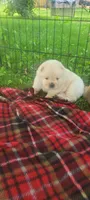 Cream male, a male Chow Chow for sale in Merritt, MI – Photo 3 of 9