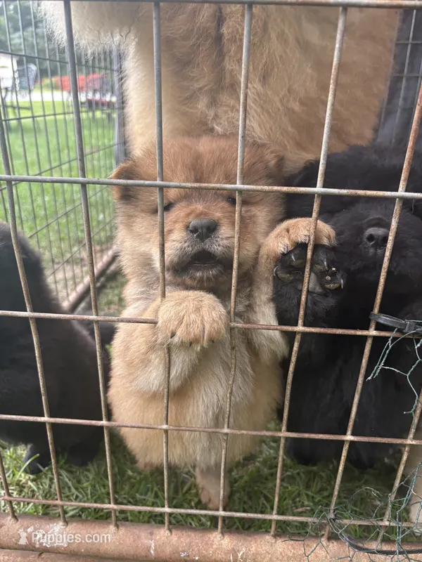 Sable boy  – Chow Chow puppy for sale in Merritt, MI